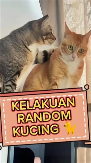 Random Cat Behavior Makes You Laugh 🐈😂