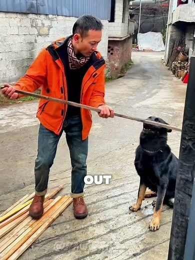 He officially passed the math test! 📐🐶 #animals #dogtraining #usa