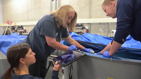 See the zebra shark eggs from Washington state zoo headed for the wild to help the population