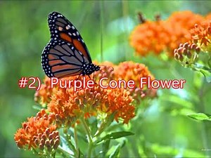 Top 5 Perennials for Butterfly Garden