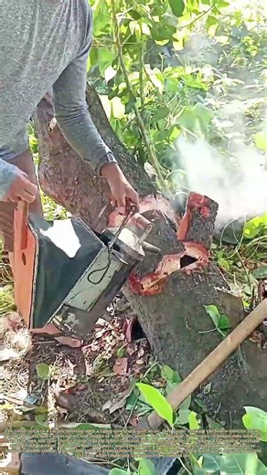 Smoking a Split Log: How a Simple Method Uncovers Hidden Wild Honey