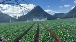 Drone Agriculture: Efficient Farming Solutions