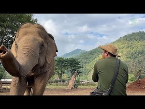 Blind Elephant Jokia Walk Trough Listen Music From Mahout - ElephantNews