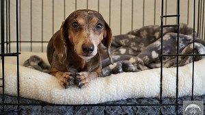 What Size Crate For Dachshund? How To Choose The Perfect Crate!