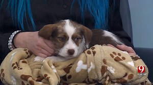 Pet Of The Week: Wassil