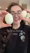 Duck eggs vs chicken eggs: differences and uses