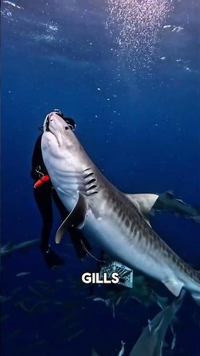 Why Sharks Never Stop Moving