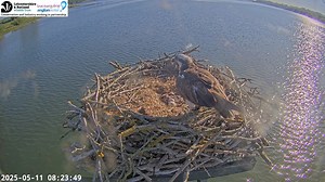 36K views · 1.5K reactions | The second chick has hatched! Some more fantastic news on another beautiful sunny morning - the second Manton Bay chick has hatched! First signs of hatching were spotted in the early hours of the morning shortly after 4:30, with the first glimpses of the chick being seen at around 5:00. These chicks will grow quickly, and the number of fish deliveries to the nest will increase to feed the extra hungry mouths. | Rutland Osprey Project | Facebook