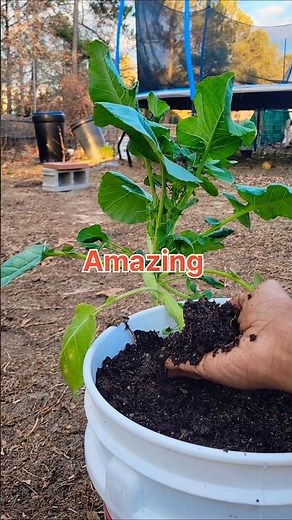 Incredible Uses For Leaf Mold!!! (4 Methods)