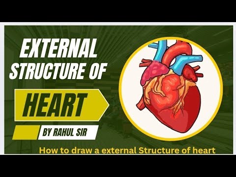 How to draw structure of heart