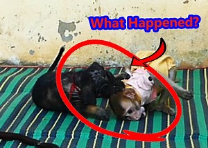 13K views · 125 reactions | What's Happened to 3 Baby Monkeys and Puppy, Why Today They all Play together so Funny.mp4#PityMonkey #HelpMonkey #PitifulMonkey #AngelMonkey | Monkey Family | Facebook