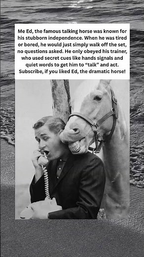 🐴 Mr Ed, The Famous Talking Horse 🐴