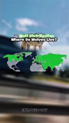 🐺 Wolf Distribution | Where Do Wolves Live? 🌍
