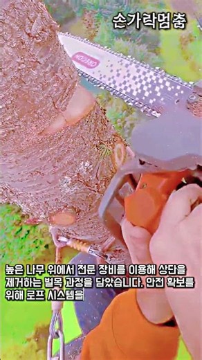 안전한 벌목 작업을 위한 나무 상단 제거 절차 #worker #process #tutorial #woodwork #treecutting