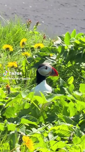 Puffin watching in Iceland: best spots & tips