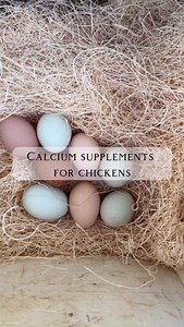 Have you ever had an egg without a shell? Or an egg with a brittle eggshell? It’s time to give your hens a calcium supplement! Here are two options for calcium from @scratchandpeckfeeds that your flock will love! ✨Oyster Shell: Increases strength of the chicken’s skeletal system and it gives them stronger egg shells. Provides a slower release of calcium. ✨Limestone: Increases strength of the chicken’s skeletal system and it gives them stronger egg shells. Provides a faster release of calcium. Bo