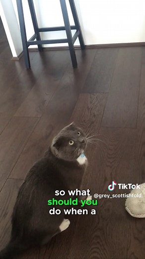 grey_scottishfold on TikTok