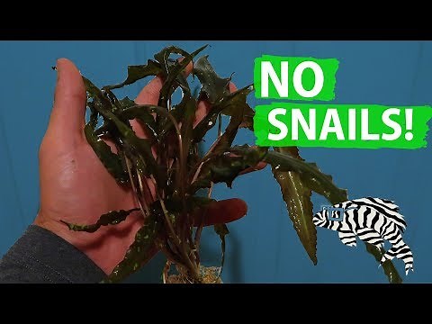 HOW TO: Snail Free Plants!!