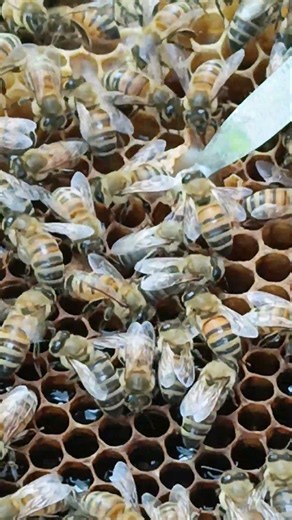 Royal Jelly Harvest 👑🐝 Nature’s Precious Bee Food #shorts