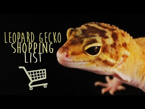 10 Things To Buy For Your Pet Leopard Gecko!