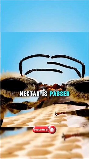 How Bees Turn Nectar Into Honey 🍯 (Nature’s Sweetest Secret)