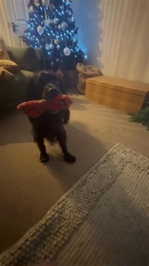 Honestly Max is SO fun and naughty 🥷🤣😂 I see him do this with other dogs and he makes them more fun 😉🤣 he shows off his toy and puts it down so you try and take it but he will never let you get it 😬👀🥷😂…..until you ignore him then he will put it next to you 🙊 I LOVE him so much! He wants me to hide and seek it though, not throw it. How can they let you know exactly what they want without speaking? Why are these dogs SO PERFECT. 😭♥️🐾🐾💙 xx | Cocker Spaniel Max