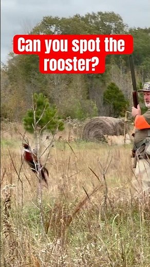 Pheasant hunting with wirehaired pointing griffons in Mississippi #bartonoutfitters