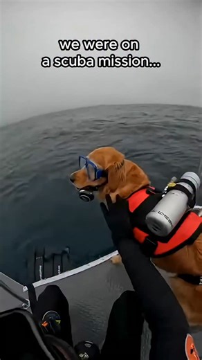 @yamatosenseii on Instagram: "🌊 The Tragic Dive of Nochan the Golden Retriever Nochan was not your average Golden Retriever. While his peers chased tennis balls, Nochan dreamed of the deep blue. His owner, a retired marine biologist named Mr. Chen, indulged Nochan's peculiar passion by fabricating a custom, pressurized, dog-sized diving suit and oxygen rig. The destination for their grand adventure was the Maldives, a paradise of turquoise water and vibrant coral. The day arrived. On a serene m