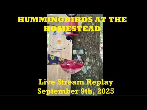 Hummingbirds at the Homestead - Ruby-throated Hummingbird Feeder Cam Stream 09/09/2025