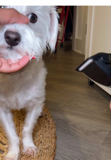 Dog Grooming Tips and Tricks at Home for Dog Lovers