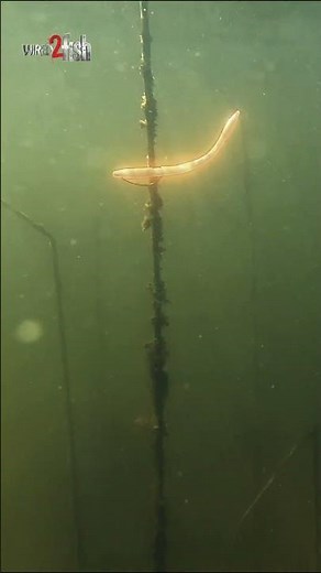 Underwater Look at The Floating Worm Tactic 👀
