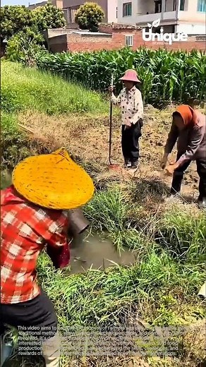 Traditional rice farming: farmers working in the paddy