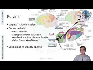 Thalamus