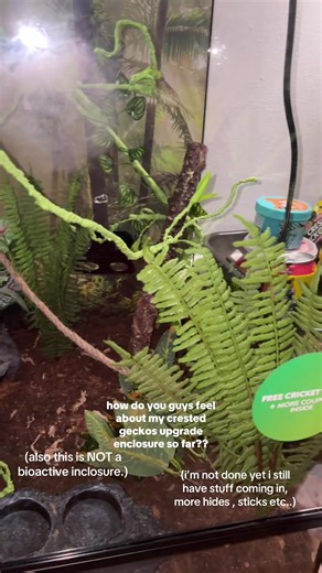 Crested Gecko Upgrade Enclosure Tips and Suggestions