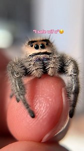 7.2K views · 280 reactions | #jumpingspider #spiders #jumpingspiders #itsthelittlethings | Spider Facts | Facebook