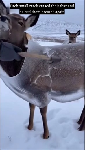 After a Freezing Storm, These Deer Couldn’t Move..Then This Happened