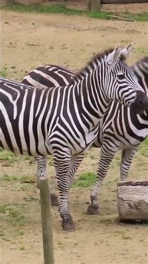 zebras for sale.#Zebra ​#petsale ​#Wildlife ​#Africazebras #zoo Contact: horsebestsupply@gmail.com