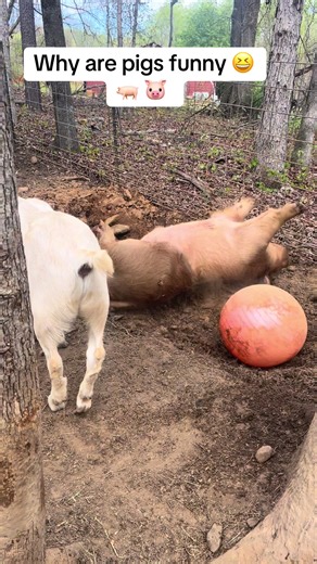 #pig #funnyanimals #farmanimals #homesteading #farmlife