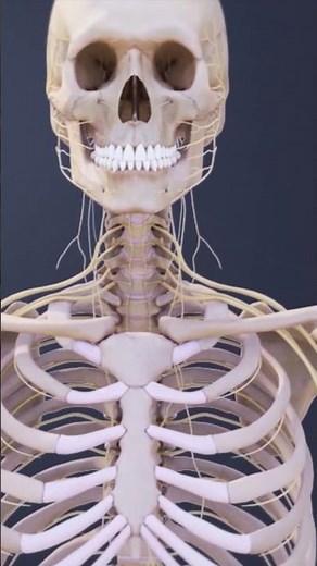 Spinal Cord Secrets: How Branches Like the Ventral Root Control Your Body