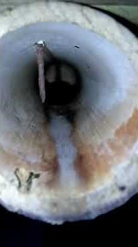 Bat Facts inside Its Nest