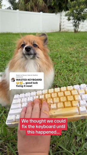 Fixing the AI Honey Keyboard for Your Puppy