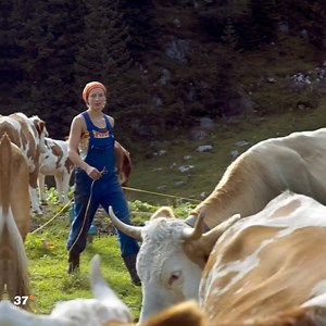 Grasende Rinder auf einer Bergwiese, dahinter die Alpen - zahlreiche Touristen lockt das nach Süddeutschland. Aber so eine Alm bedeutet auch harte Arbeit. Im Clip erfahrt ihr, was da alles drinsteckt. Was haltet ihr vom Urlaub auf einer Alm? Mehr dazu bei ZDF sonntags: kurz.zdf.de/wJU/ | 37 Grad