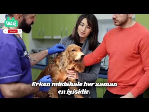 The Moment Your Dog Prove They're the Be...