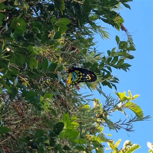 Australian Tropical Timbers on Instagram: "Birdwing butterfly"