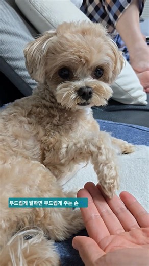 보리손 #725일 #24개월말티푸 #쪼꼬미 #보리 #손 #간식 #엄마말투 #부드럽게 #절도있게 #강아지 #말티푸 #4월13일 #월요일 #cute #반려견