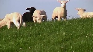 Baby Einstein S01E05 - Baby Einstein First Sounds