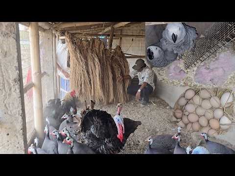 Unbelivable Record Breeding Progress Of African Grey Parrot At Our New Farm.