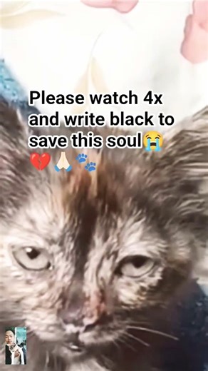 Watch this 4x to Help Save a Kitten's Life!.#SaveKittens #RescueCats #AnimalWelfare #KittenCare #cat