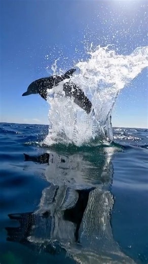 DOLPHIN – Communicates with Sounds #facts #dolphin