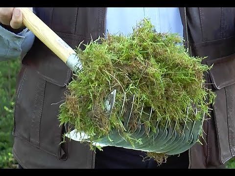 HOW TO PREVENT MOSS FROM INVADING THE LAWN